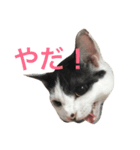 きなこの生活（個別スタンプ：5）