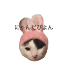 きなこの生活（個別スタンプ：7）
