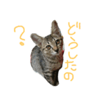 我が家のにゃんずスタンプ（個別スタンプ：1）