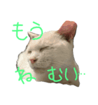 我が家のにゃんずスタンプ（個別スタンプ：3）