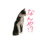我が家のにゃんずスタンプ（個別スタンプ：4）