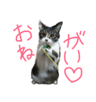 我が家のにゃんずスタンプ（個別スタンプ：7）