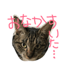 我が家のにゃんずスタンプ（個別スタンプ：10）