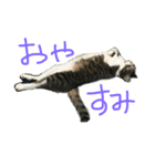 我が家のにゃんずスタンプ（個別スタンプ：11）