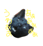 我が家のにゃんずスタンプ（個別スタンプ：14）
