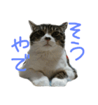 我が家のにゃんずスタンプ（個別スタンプ：18）