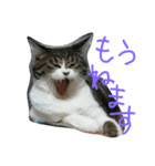 我が家のにゃんずスタンプ（個別スタンプ：20）