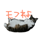 我が家のにゃんずスタンプ（個別スタンプ：21）