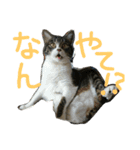 我が家のにゃんずスタンプ（個別スタンプ：24）