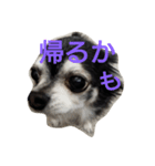 kona-chan（個別スタンプ：2）