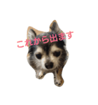 kona-chan（個別スタンプ：10）