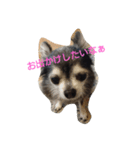 kona-chan（個別スタンプ：11）