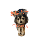 kona-chan（個別スタンプ：13）