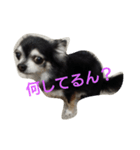 kona-chan（個別スタンプ：16）