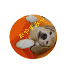 ビーグル犬 スタンプ（個別スタンプ：2）