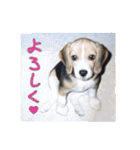 ビーグル犬 スタンプ（個別スタンプ：3）