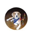 ビーグル犬 スタンプ（個別スタンプ：4）
