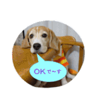 ビーグル犬 スタンプ（個別スタンプ：5）