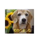 ビーグル犬 スタンプ（個別スタンプ：6）