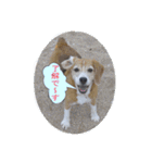 ビーグル犬 スタンプ（個別スタンプ：7）