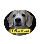 ビーグル犬 スタンプ（個別スタンプ：8）