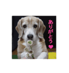 ビーグル犬 スタンプ（個別スタンプ：9）