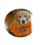 ビーグル犬 スタンプ（個別スタンプ：10）