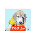 ビーグル犬 スタンプ（個別スタンプ：11）