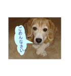 ビーグル犬 スタンプ（個別スタンプ：12）
