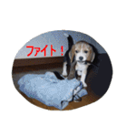 ビーグル犬 スタンプ（個別スタンプ：13）