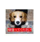 ビーグル犬 スタンプ（個別スタンプ：14）