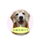 ビーグル犬 スタンプ（個別スタンプ：15）