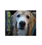 ビーグル犬 スタンプ（個別スタンプ：16）