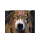 ビーグル犬 スタンプ（個別スタンプ：17）