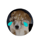 ビーグル犬 スタンプ（個別スタンプ：18）