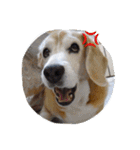 ビーグル犬 スタンプ（個別スタンプ：19）