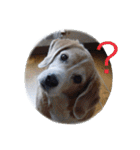 ビーグル犬 スタンプ（個別スタンプ：20）