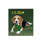 ビーグル犬 スタンプ（個別スタンプ：21）