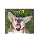 ビーグル犬 スタンプ（個別スタンプ：22）