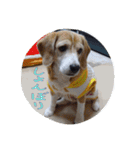 ビーグル犬 スタンプ（個別スタンプ：24）