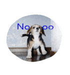 ビーグル犬 スタンプ（個別スタンプ：26）