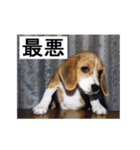 ビーグル犬 スタンプ（個別スタンプ：28）