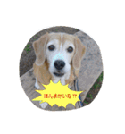 ビーグル犬 スタンプ（個別スタンプ：29）