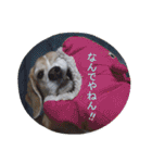ビーグル犬 スタンプ（個別スタンプ：30）