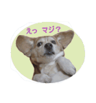 ビーグル犬 スタンプ（個別スタンプ：31）