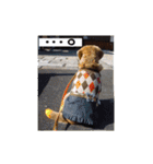 ビーグル犬 スタンプ（個別スタンプ：32）