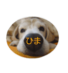 ビーグル犬 スタンプ（個別スタンプ：33）