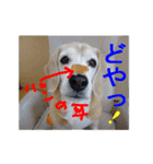 ビーグル犬 スタンプ（個別スタンプ：34）