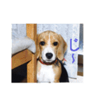 ビーグル犬 スタンプ（個別スタンプ：35）