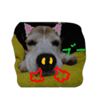 ビーグル犬 スタンプ（個別スタンプ：36）